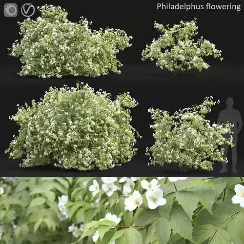 Philadelphus 02 3D model