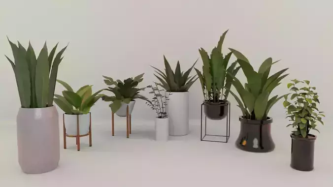 Plants For Decoration Low-poly 3D model