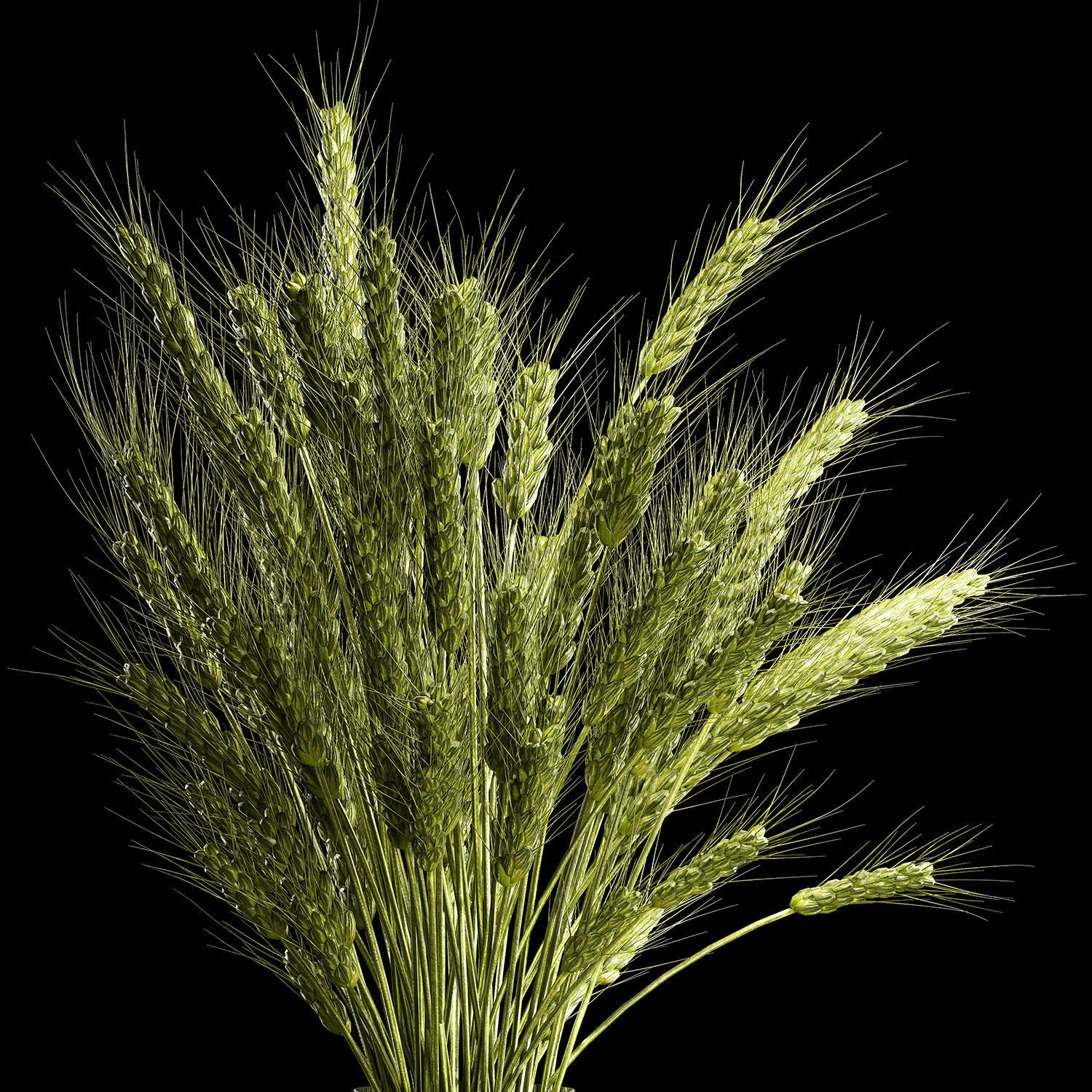 Bouquet Of Green Ears Of Wheat In A Vase 3D model_2