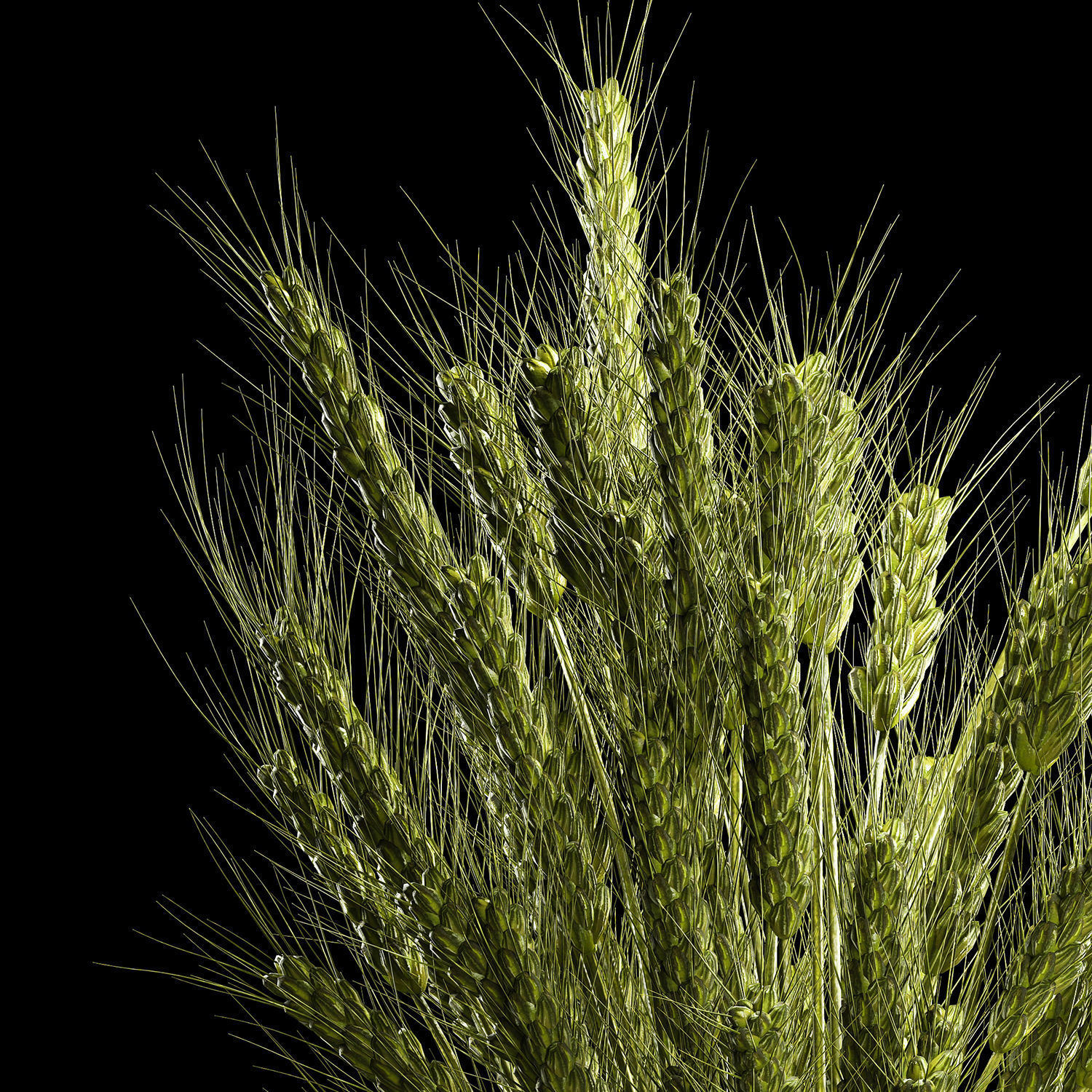 Bouquet Of Green Ears Of Wheat In A Vase 3D model_4