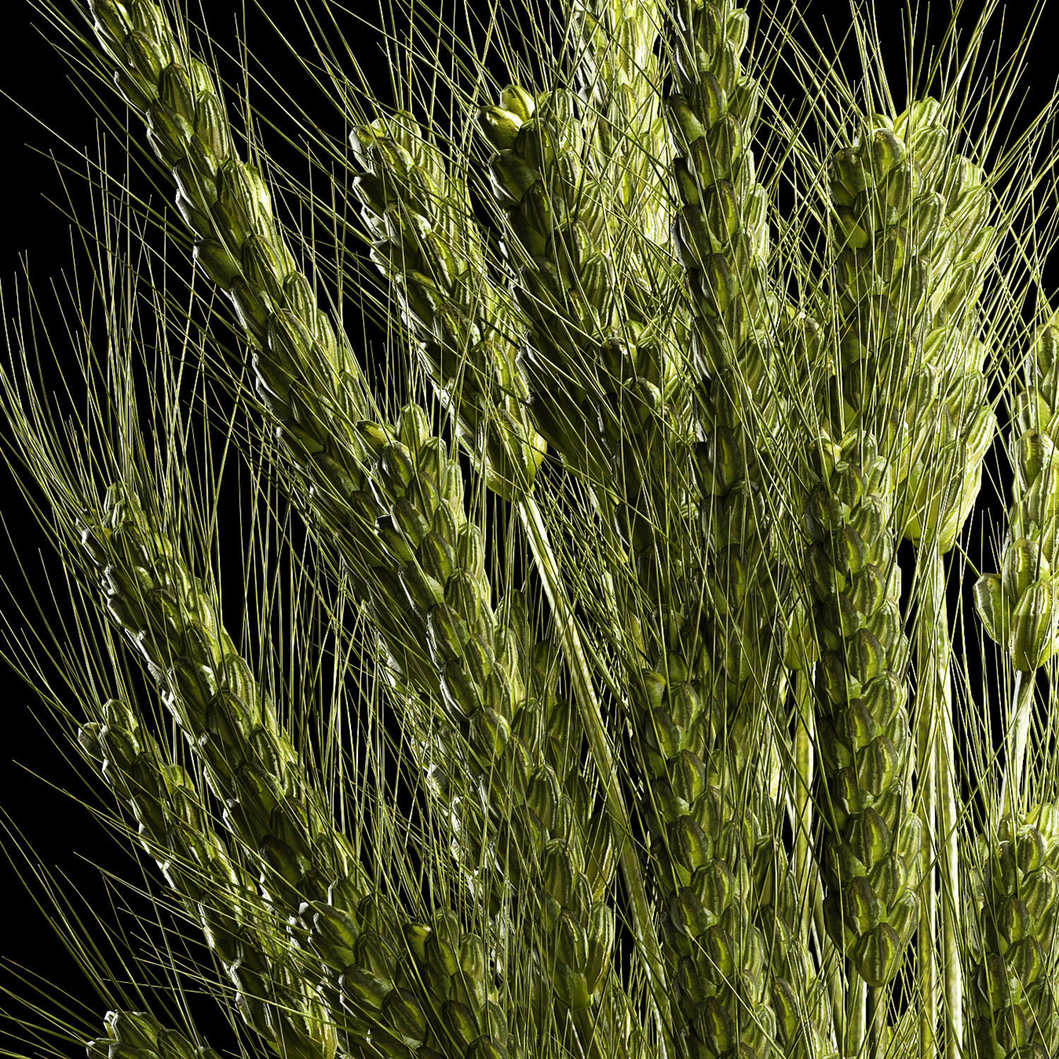 Bouquet Of Green Ears Of Wheat In A Vase 3D model_5