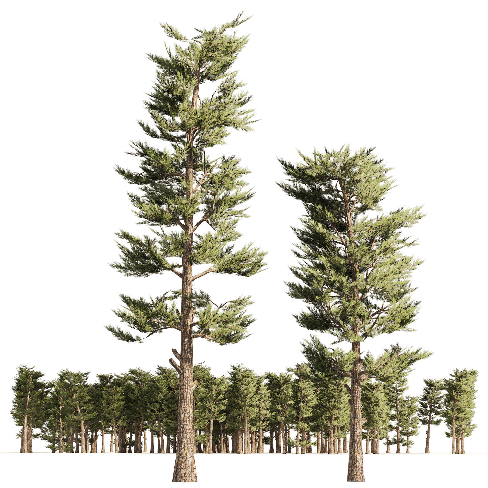 Pine forest trees Low-poly 3D model_3
