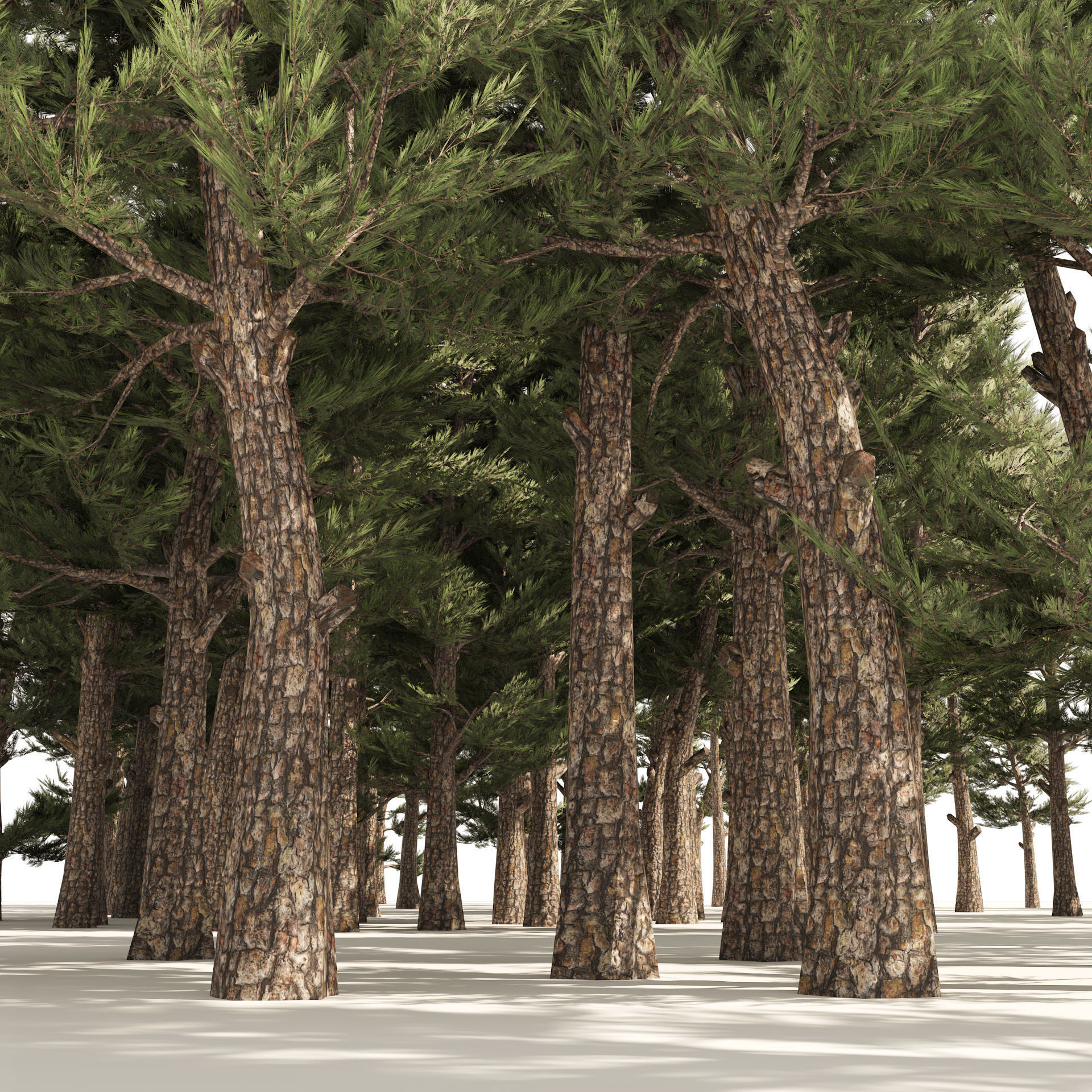 Pine forest trees Low-poly 3D model_2