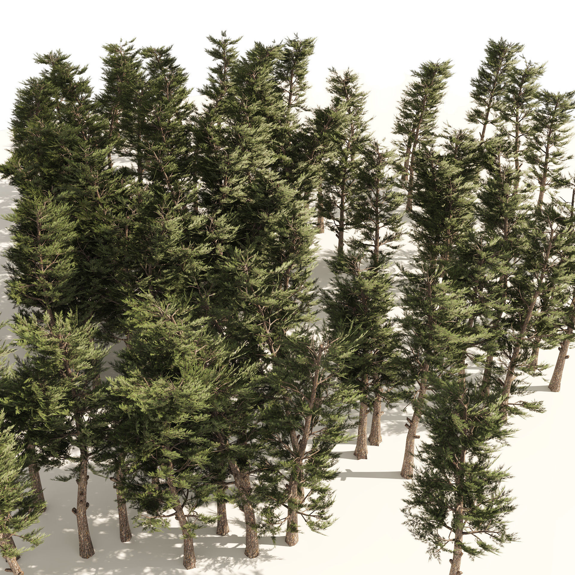 Pine forest trees Low-poly 3D model_4