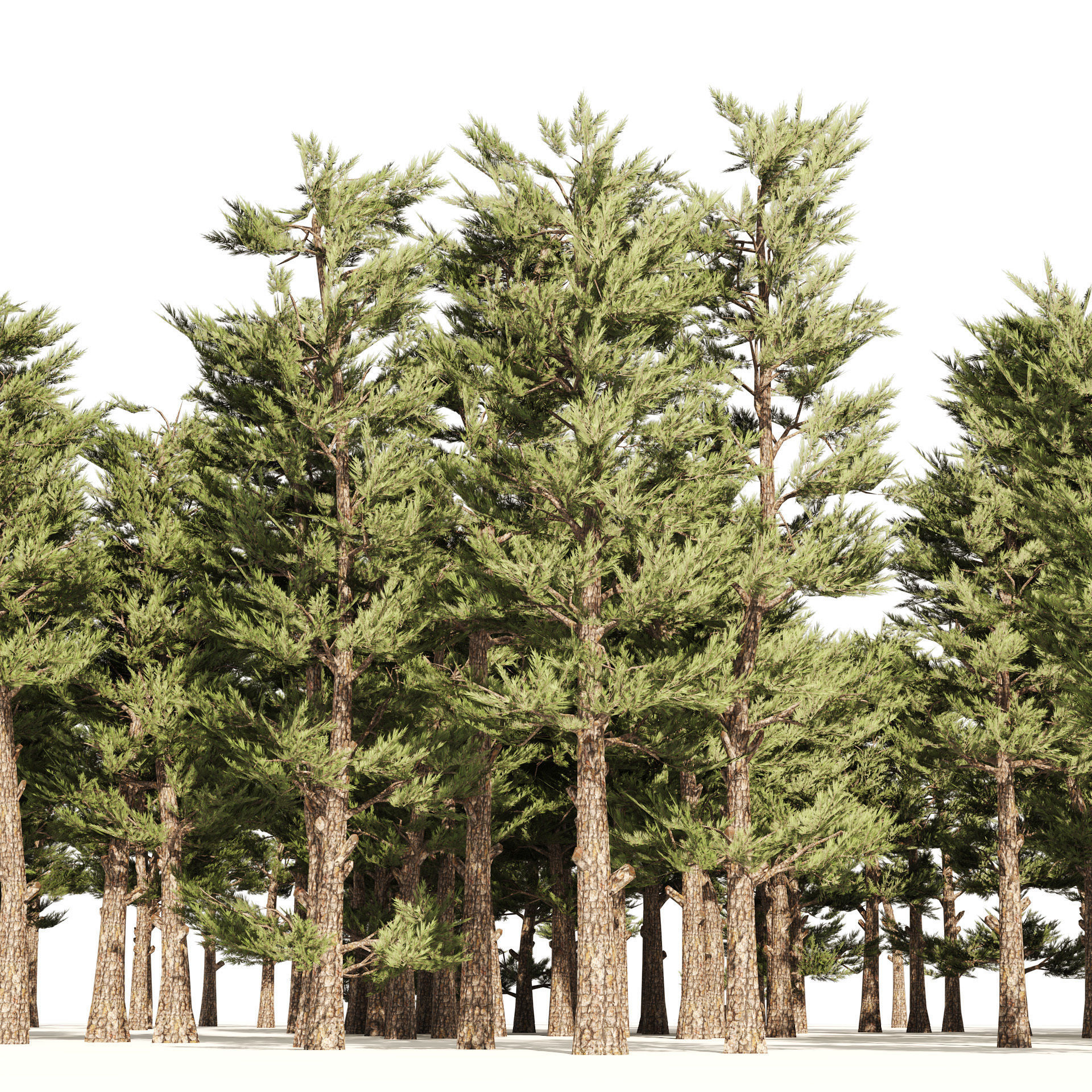 Pine forest trees Low-poly 3D model_1