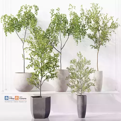 Collection Indoor Plants 027