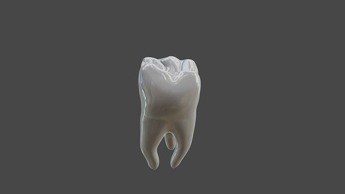 Maxillary first  molar human tooth 3D model