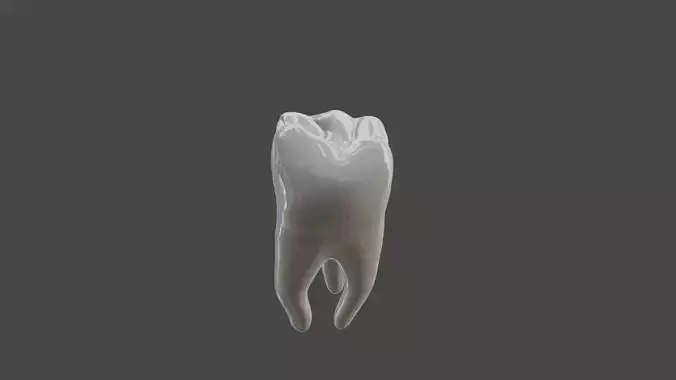 Maxillary first  molar human tooth 3D model