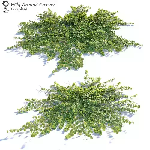 Wild creeper plant 3D model