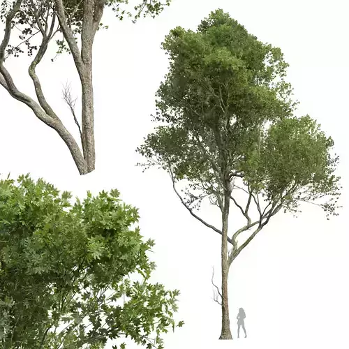 New Plant High detail Acer Pseudoplatanus02 3D model