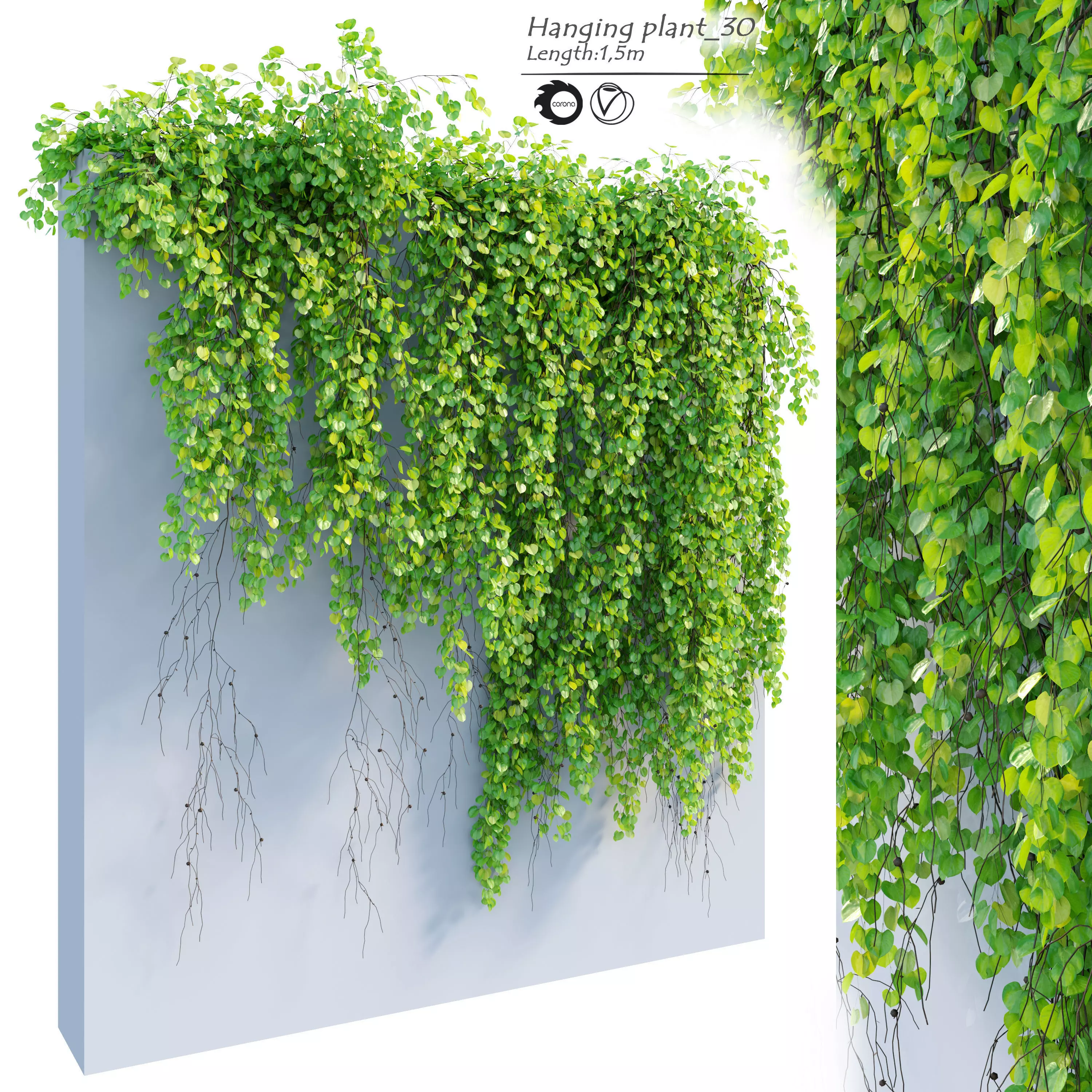 Hanging Plant 30 3D model