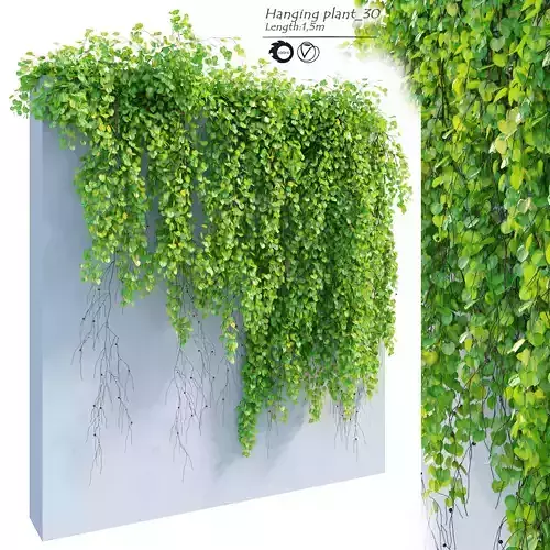 Hanging Plant 30