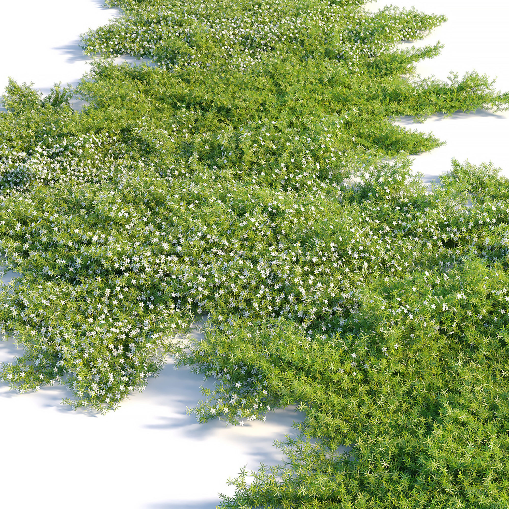 Myoporum parvifolium 3D model_5
