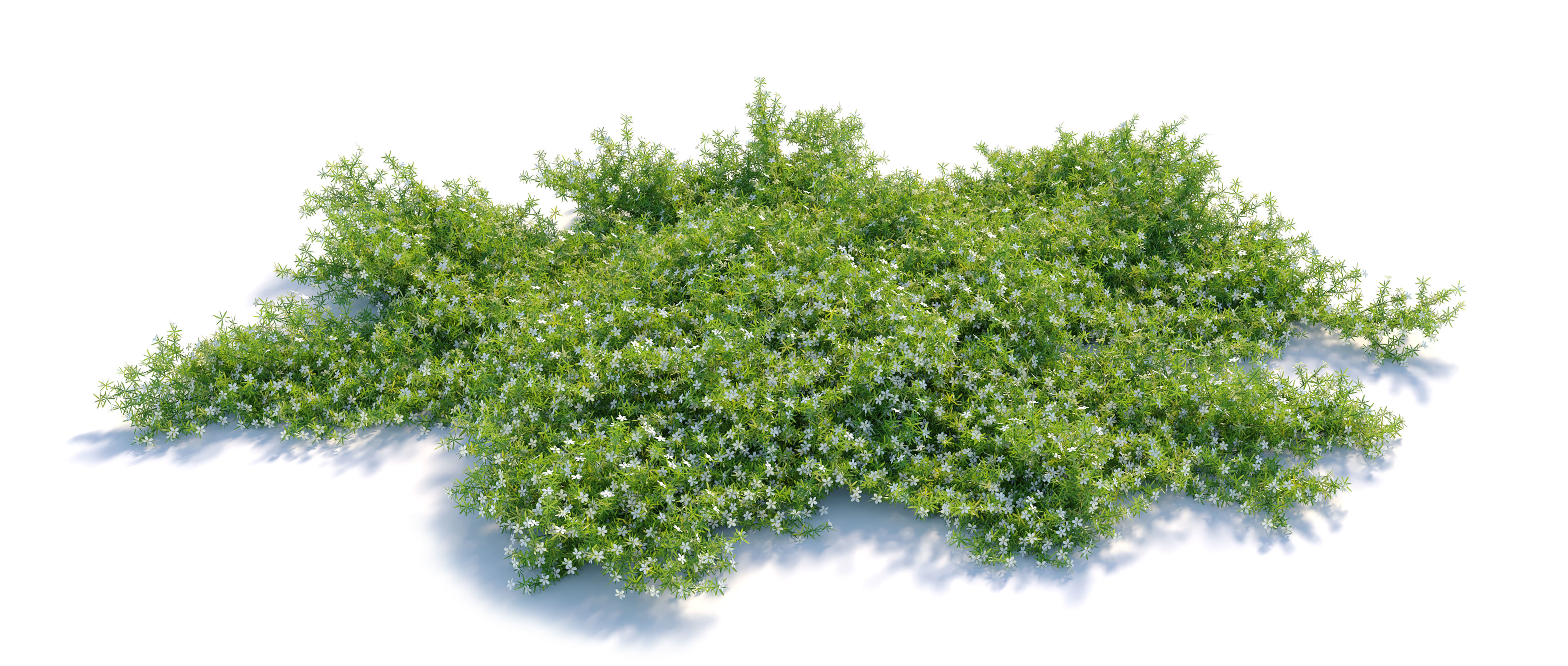 Myoporum parvifolium 3D model_4