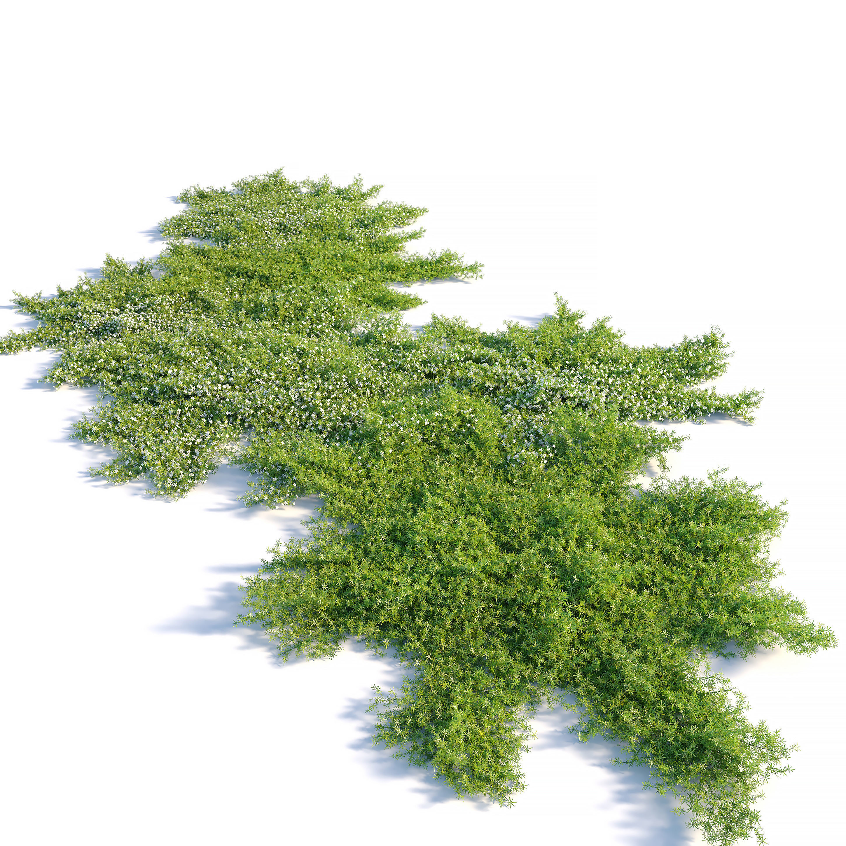 Myoporum parvifolium 3D model_1
