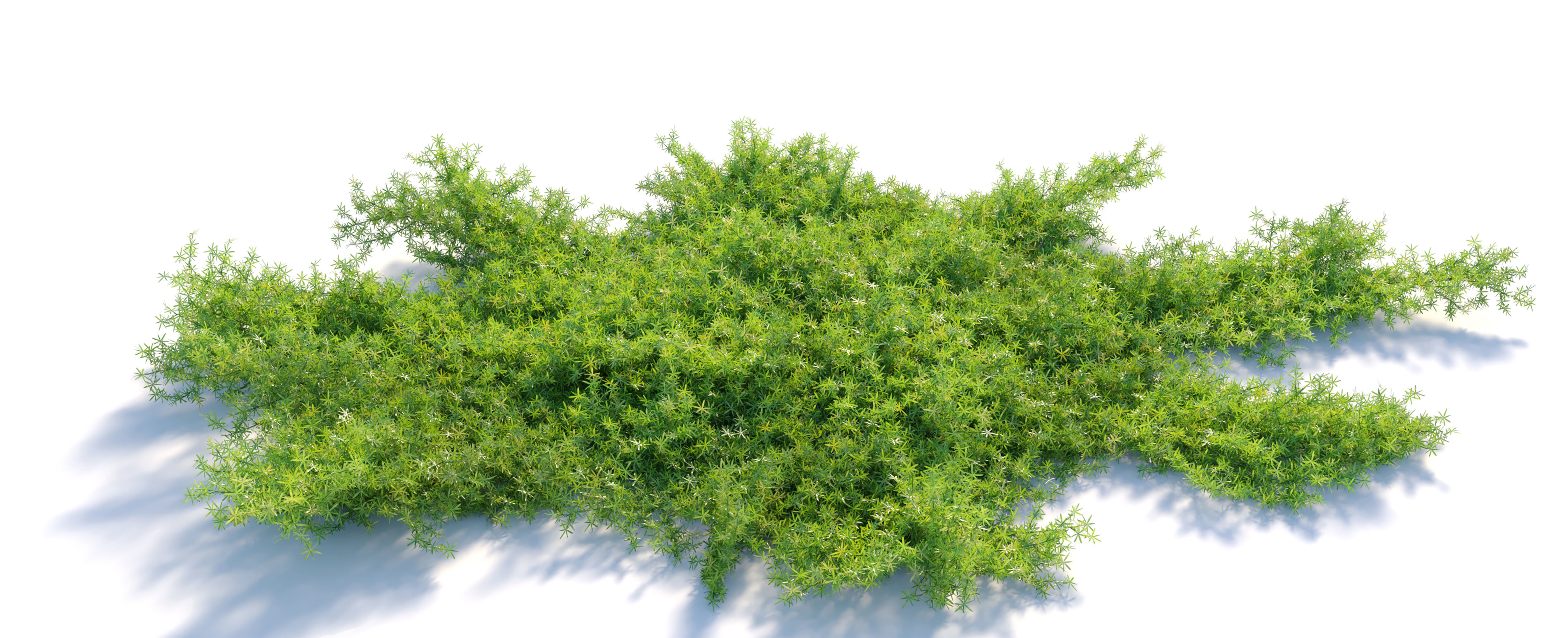 Myoporum parvifolium 3D model_2