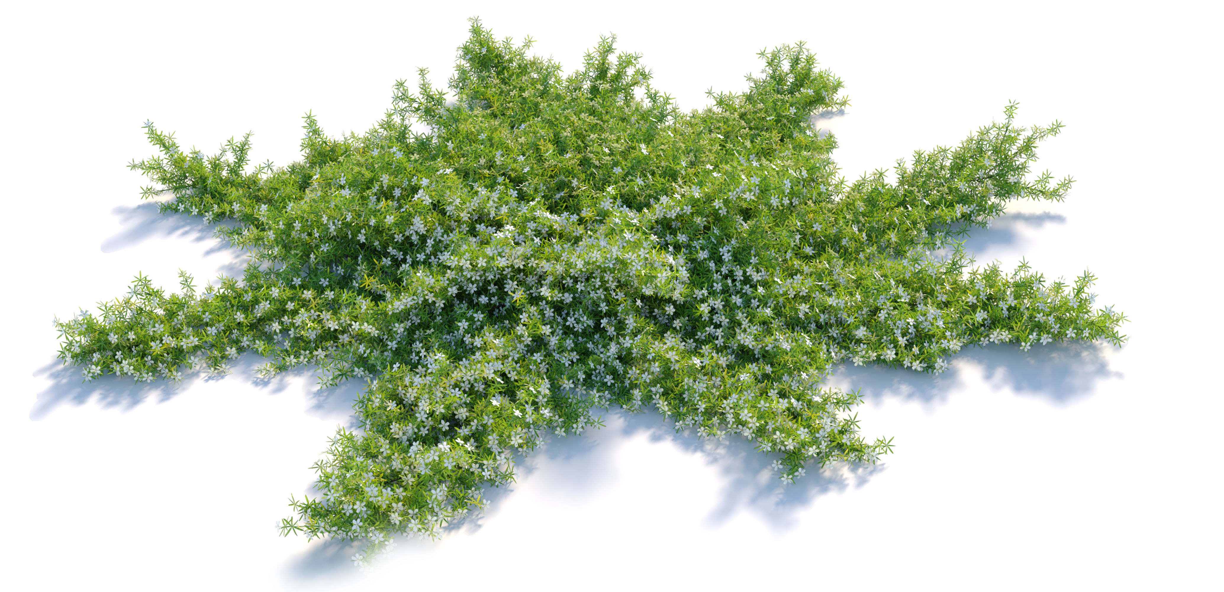 Myoporum parvifolium 3D model_3