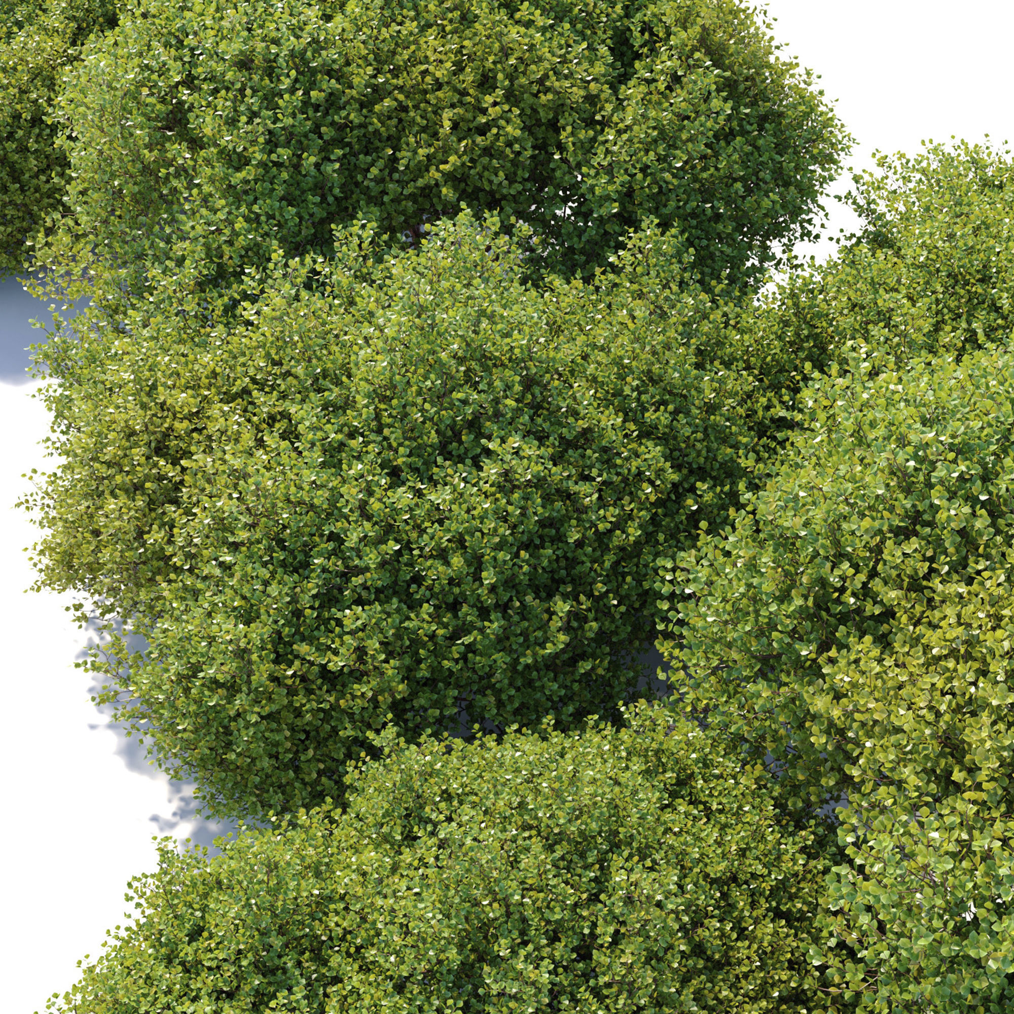 Arctostaphylos densiflora 3D model_5