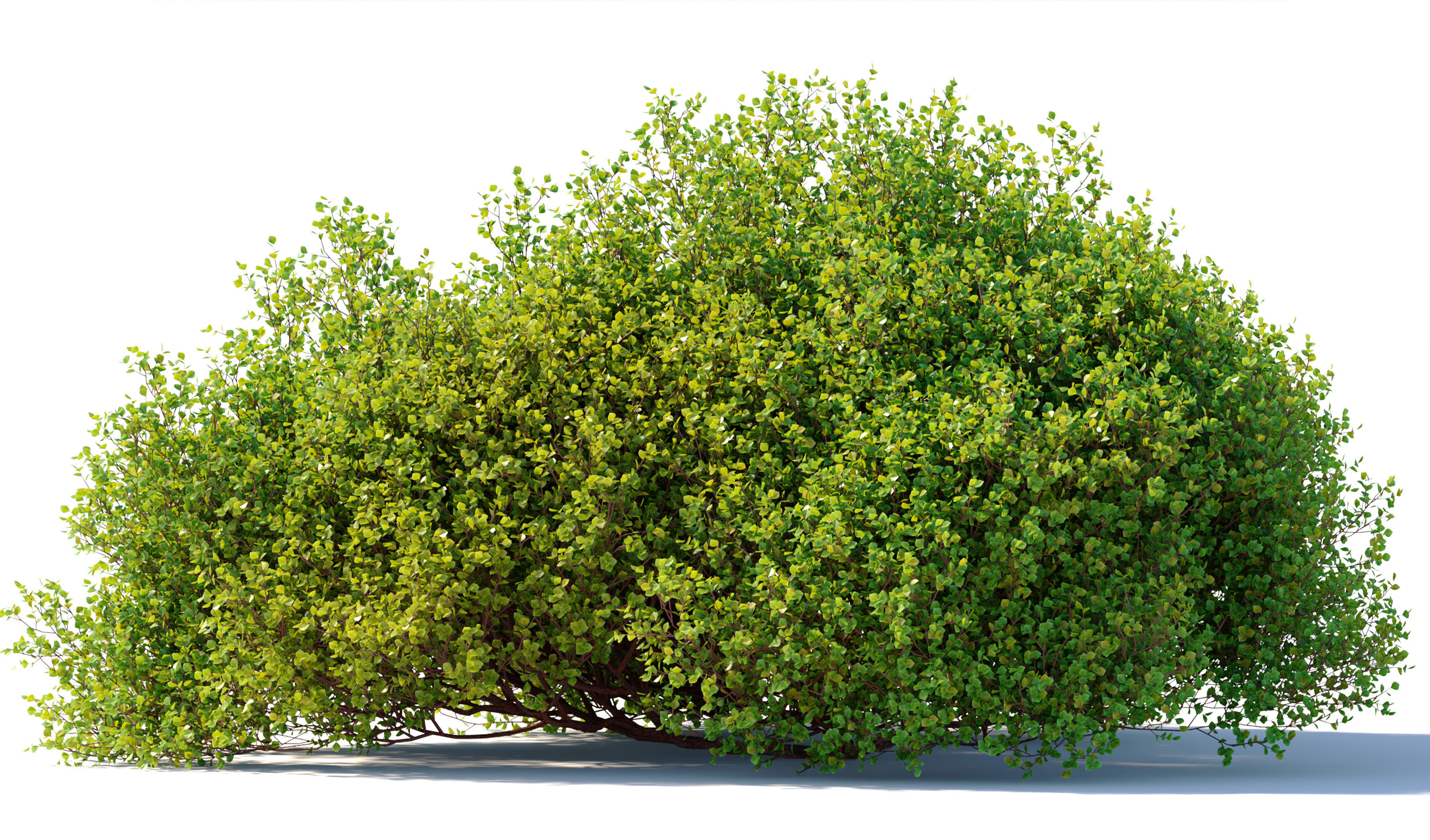 Arctostaphylos densiflora 3D model_3