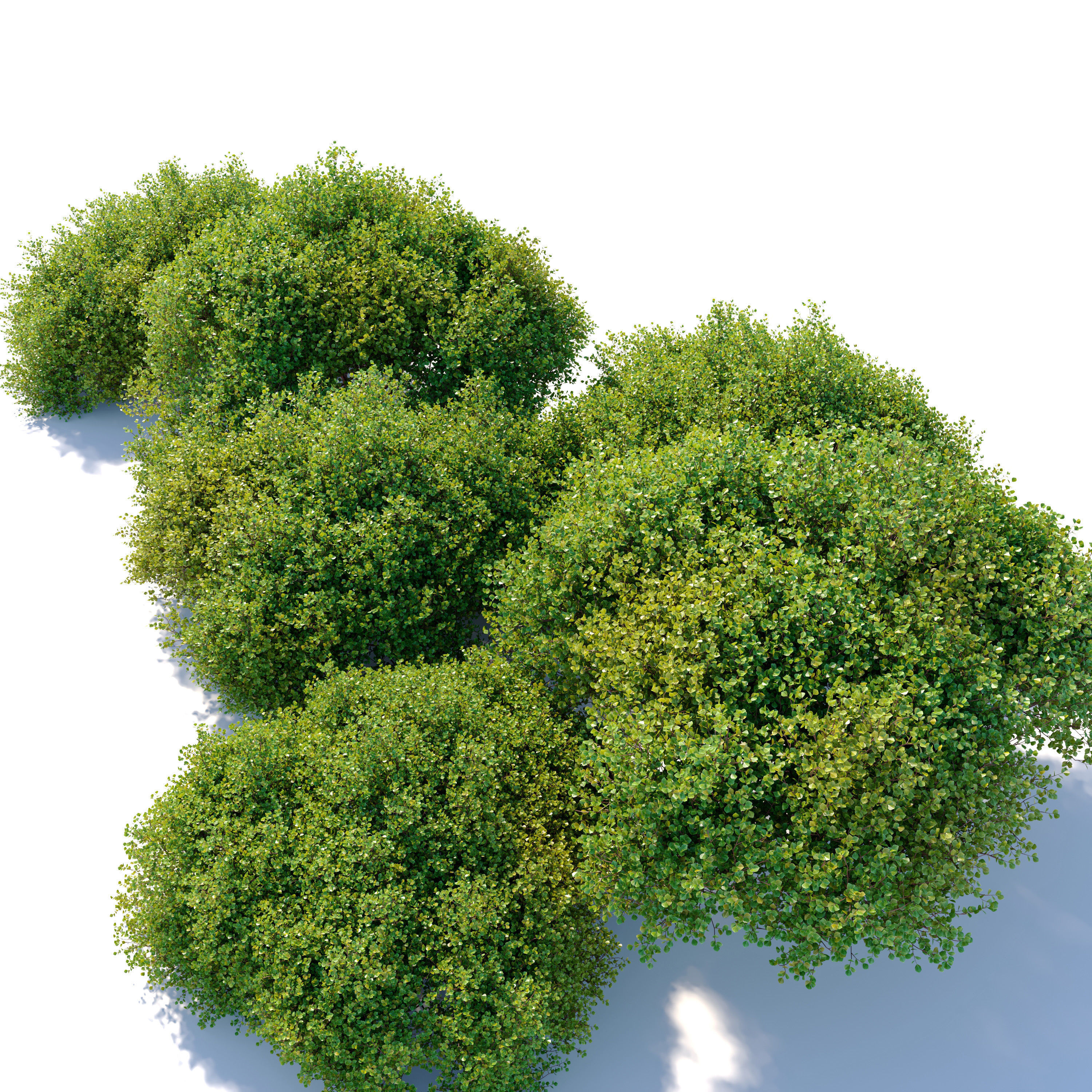 Arctostaphylos densiflora 3D model_1