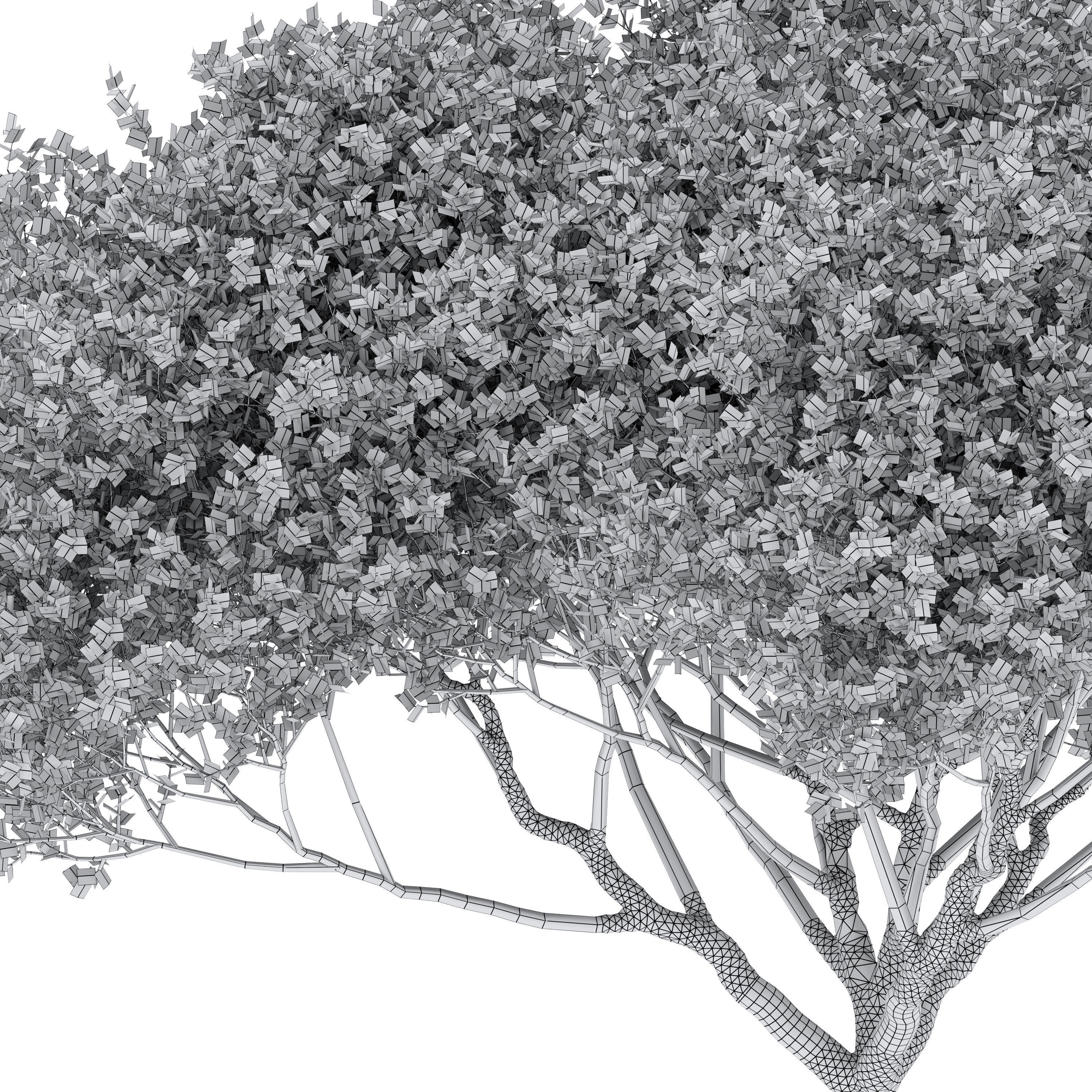 Arctostaphylos densiflora 3D model_6