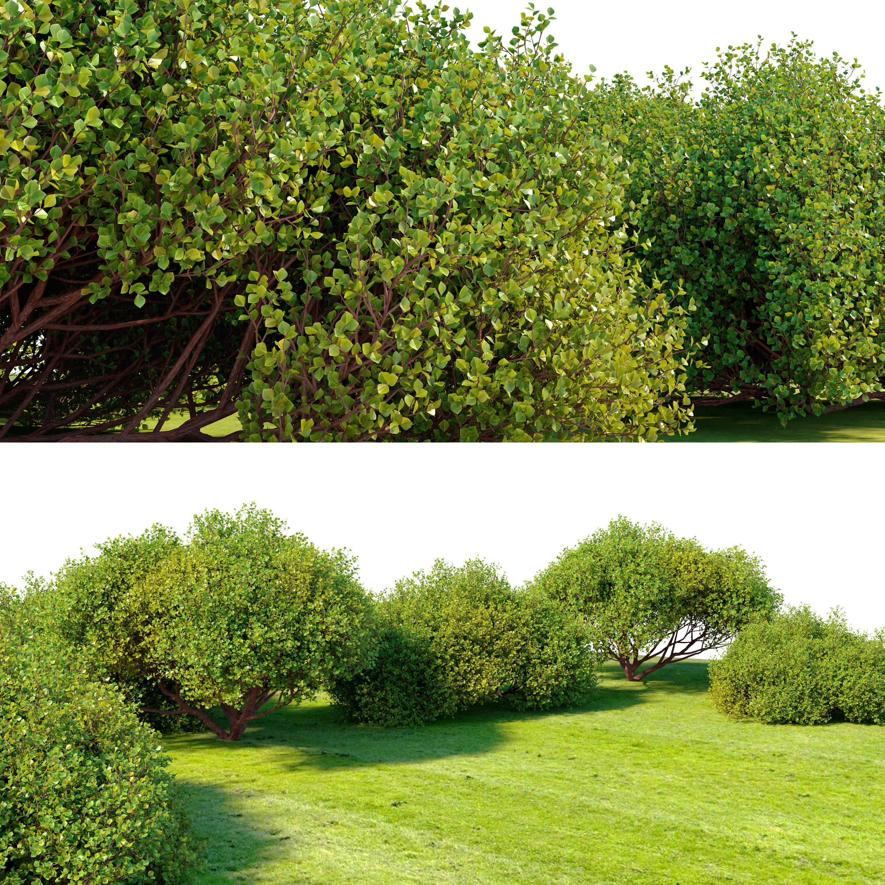 Arctostaphylos densiflora 3D model_2