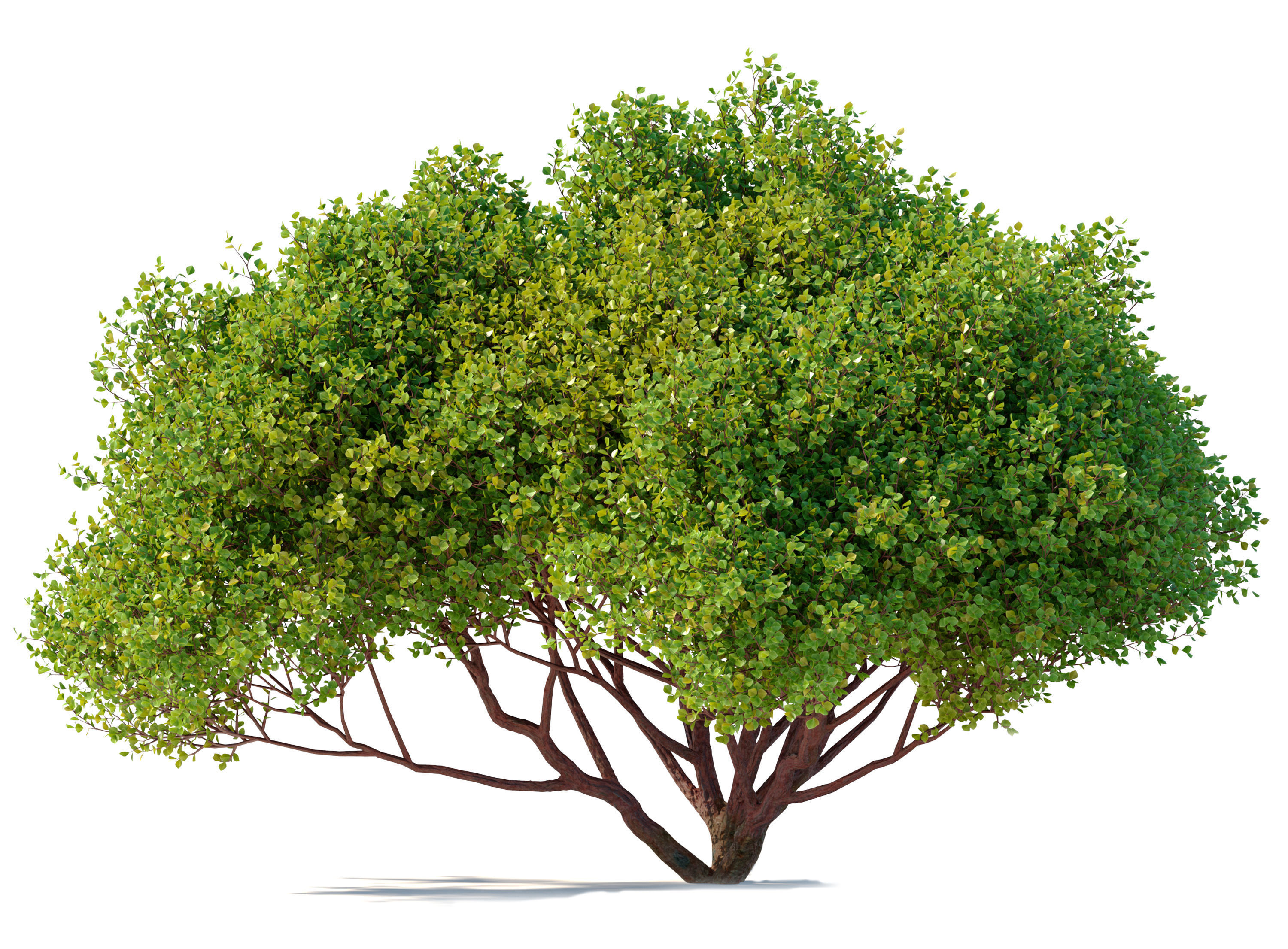 Arctostaphylos densiflora 3D model_4