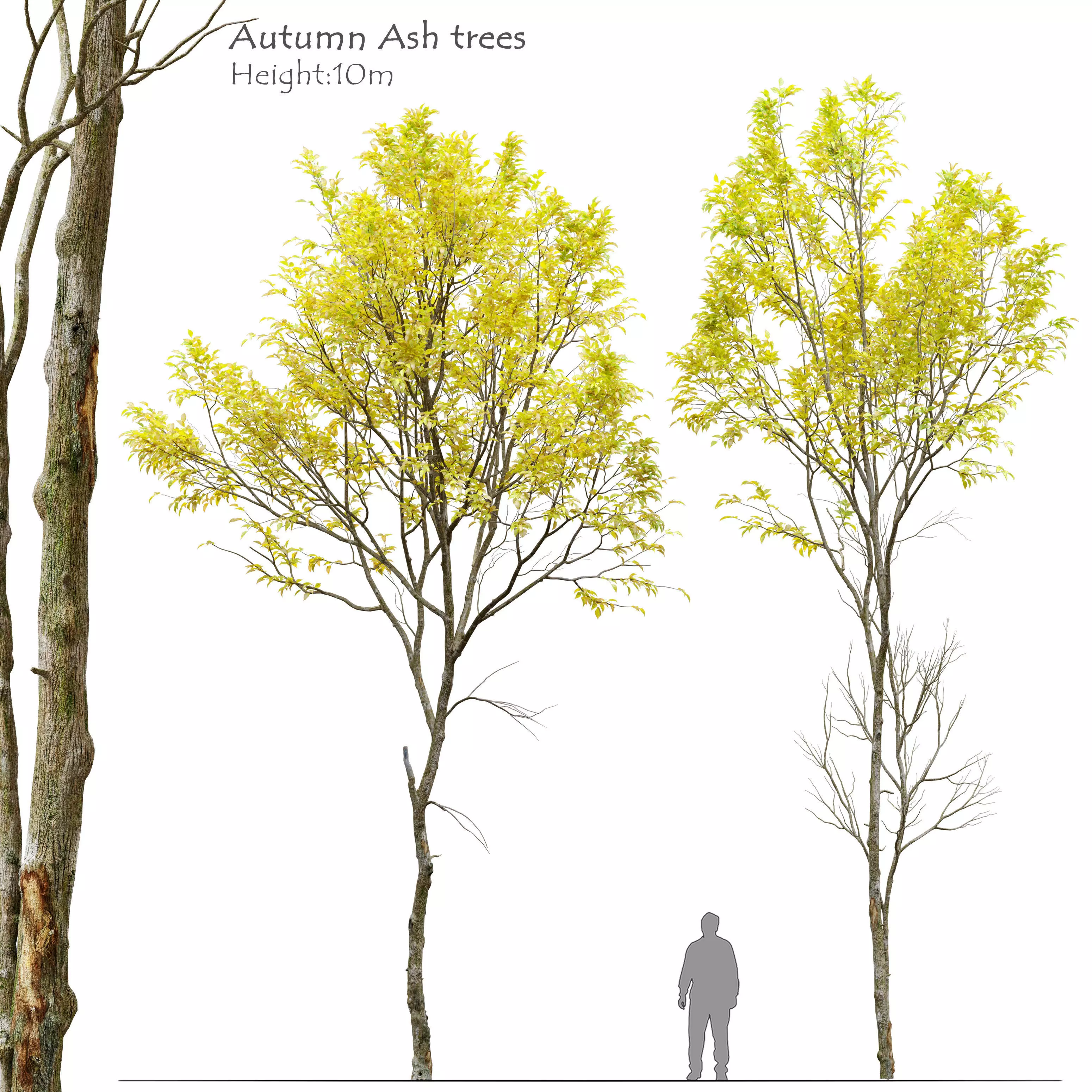 Autumn Jungle trees set 3D model