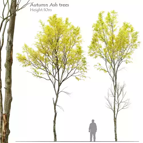 Autumn Jungle trees set