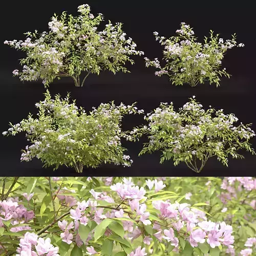 Weigela 02 flowering 3D model