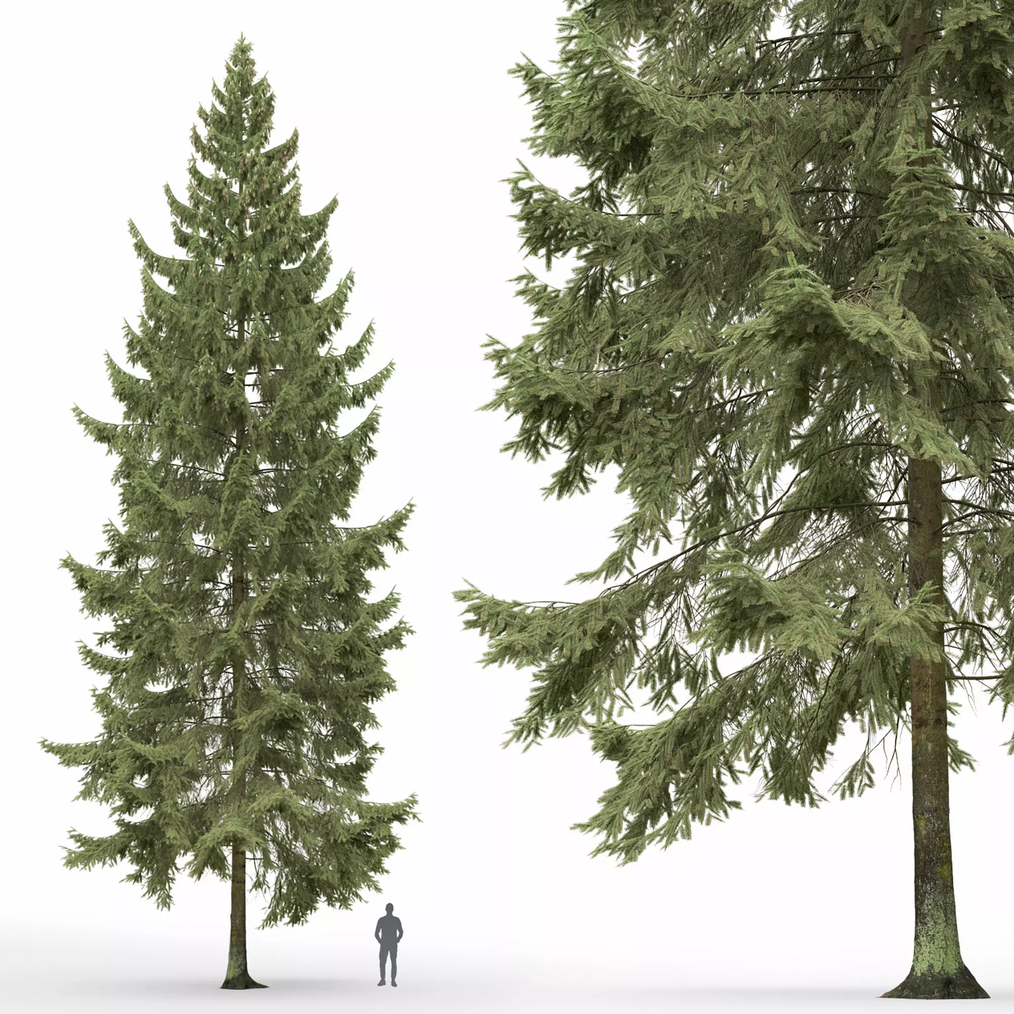 Spruce 02 3D model