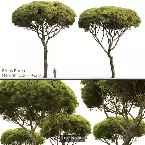 Pine collection tree 