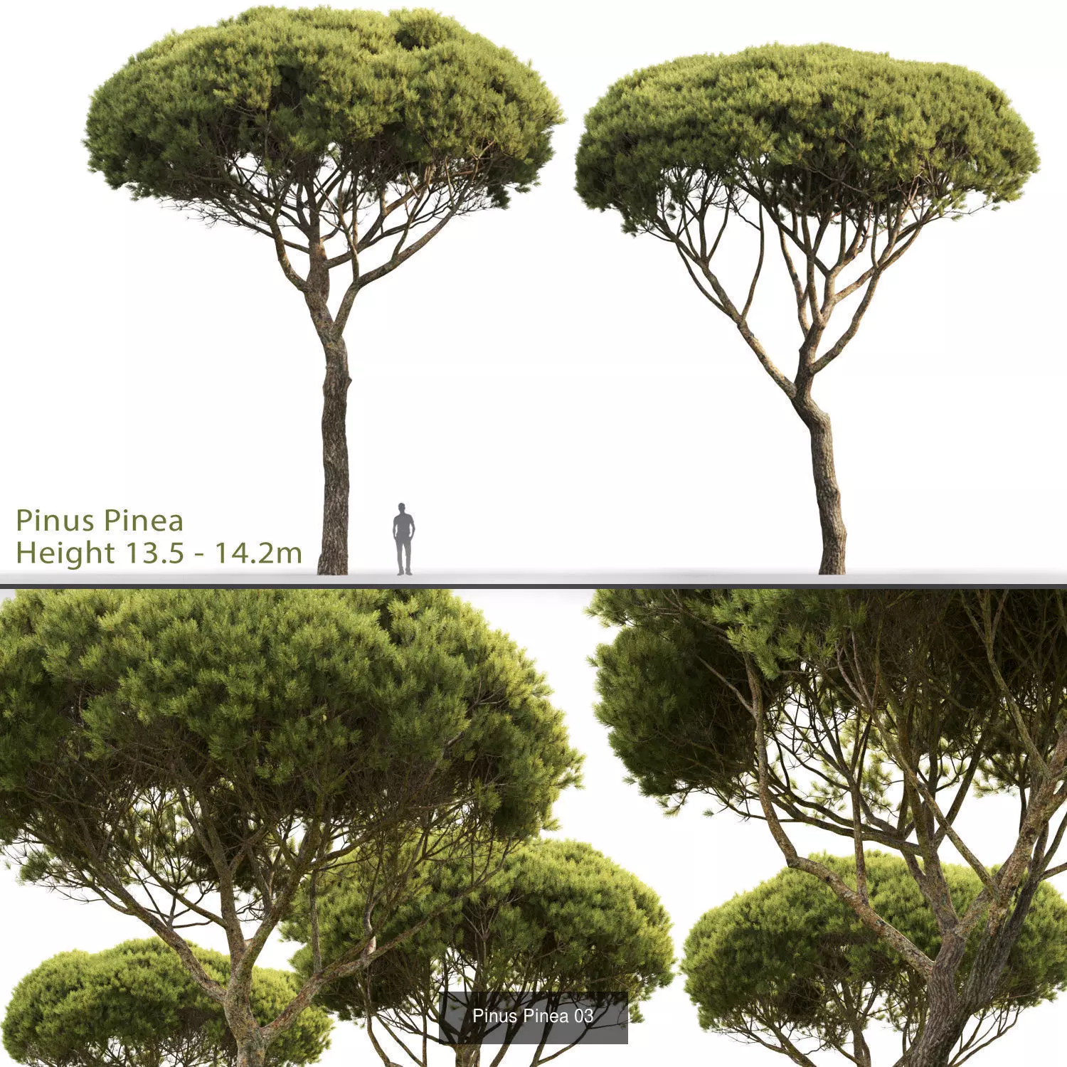Pine collection tree _0