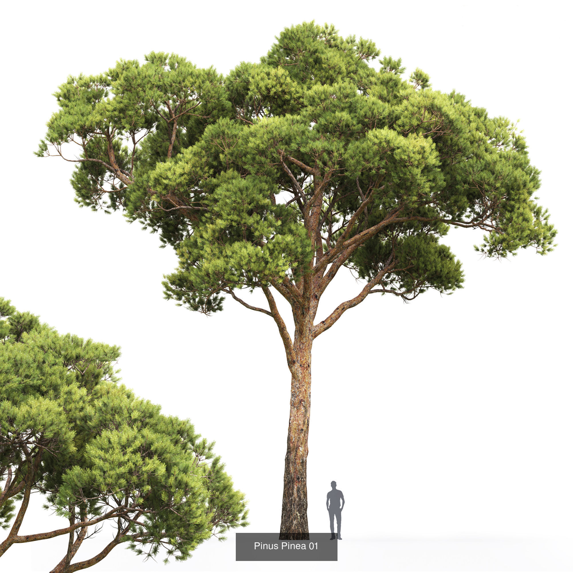 Pine collection tree _4