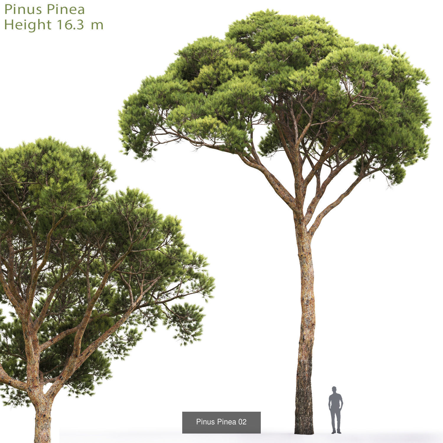 Pine collection tree _3