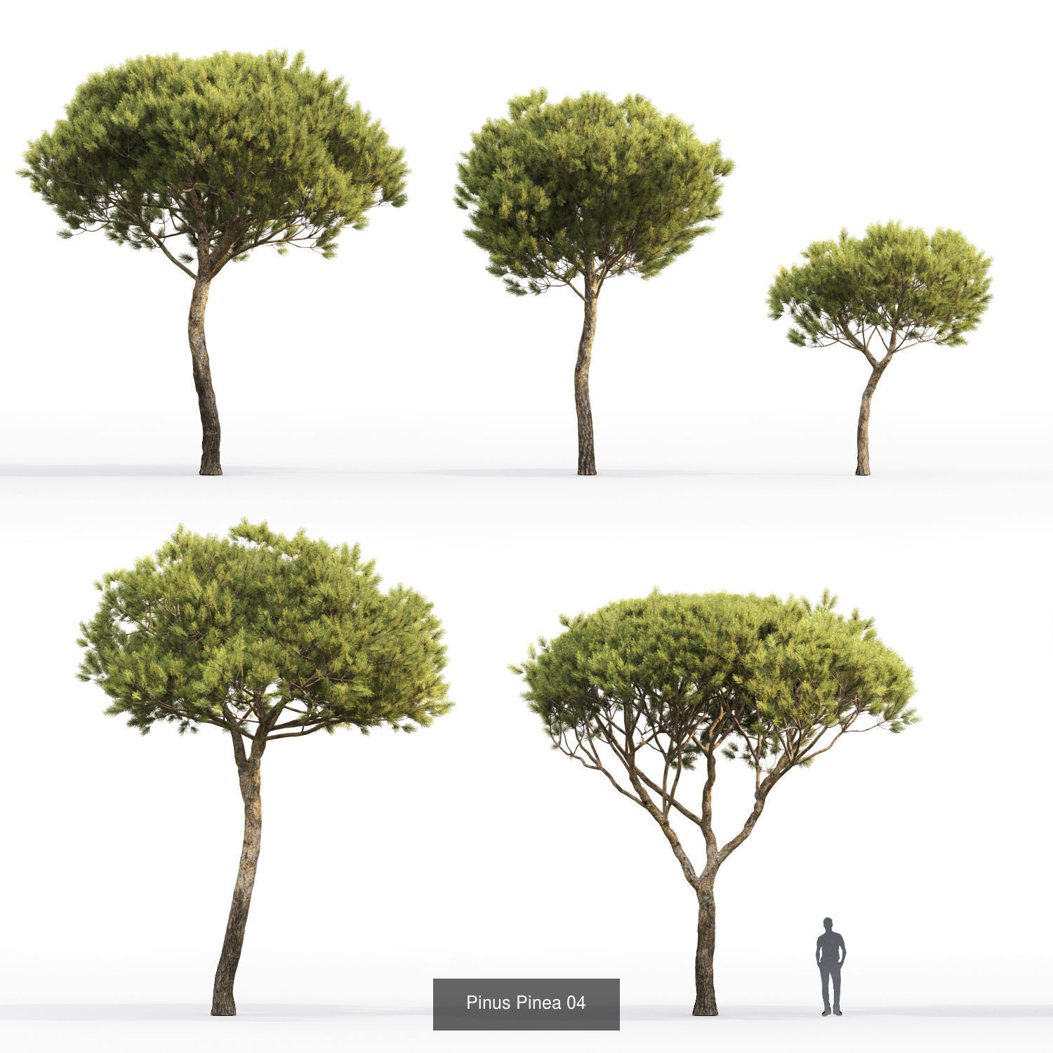 Pine collection tree _2