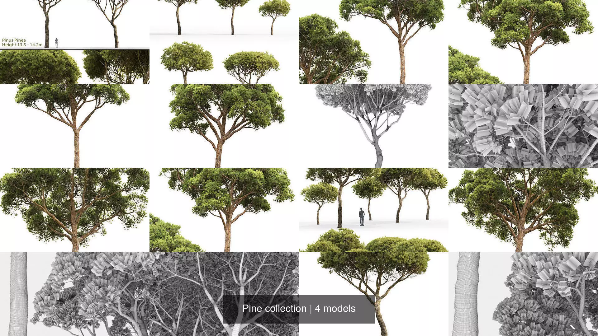 Pine collection tree _1