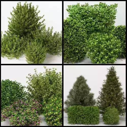 Collection 04 - Outdoor plants