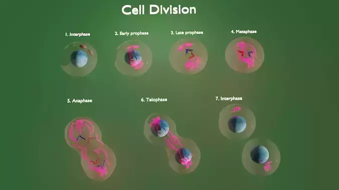 Cells cell with lines 3D model