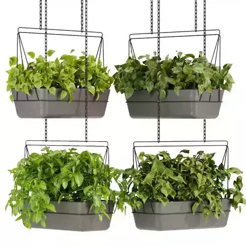 Collection plant vol 368 - pothos - hanging - 3ds - c4d