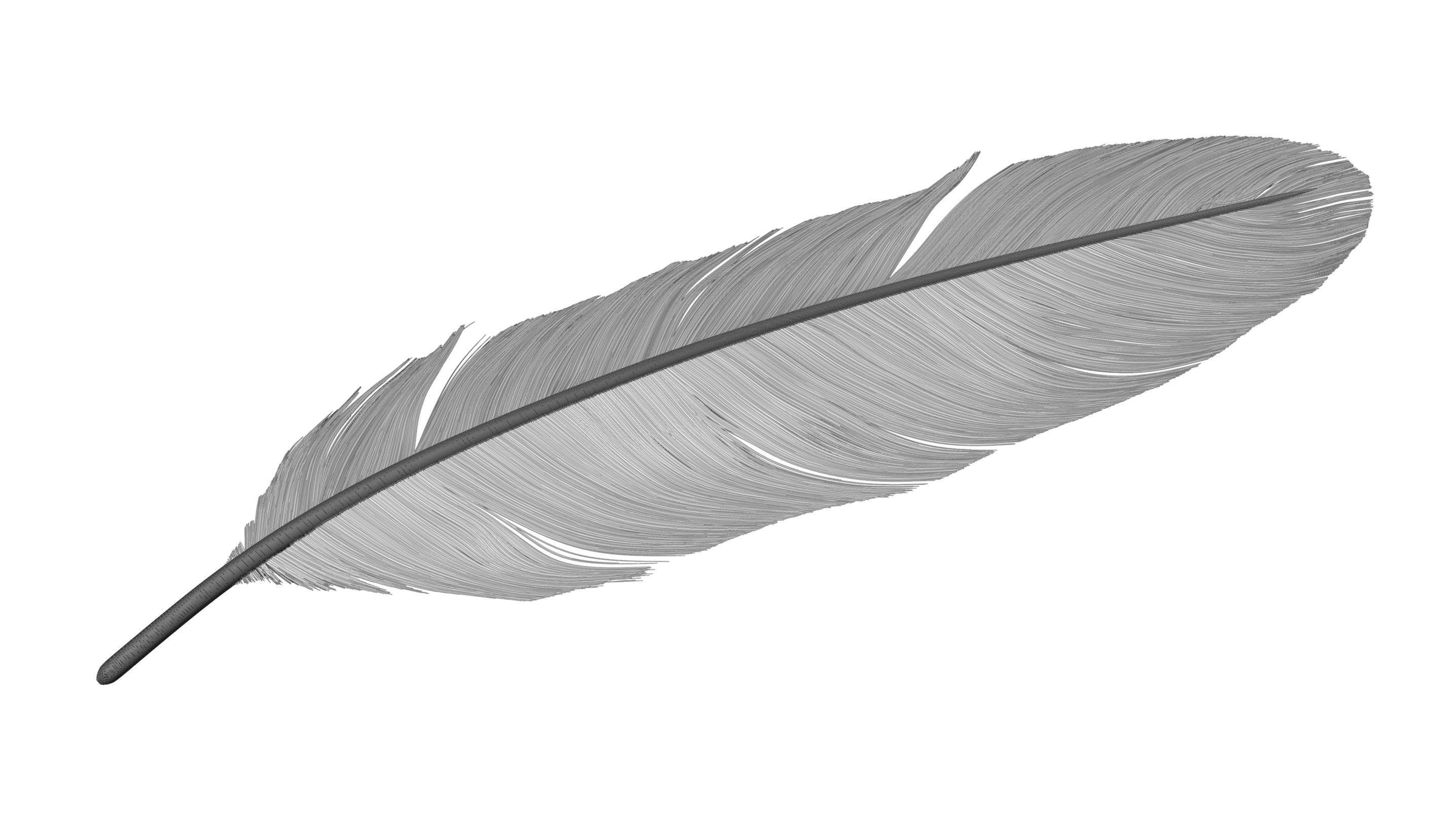 Crow Feather 3D model_16