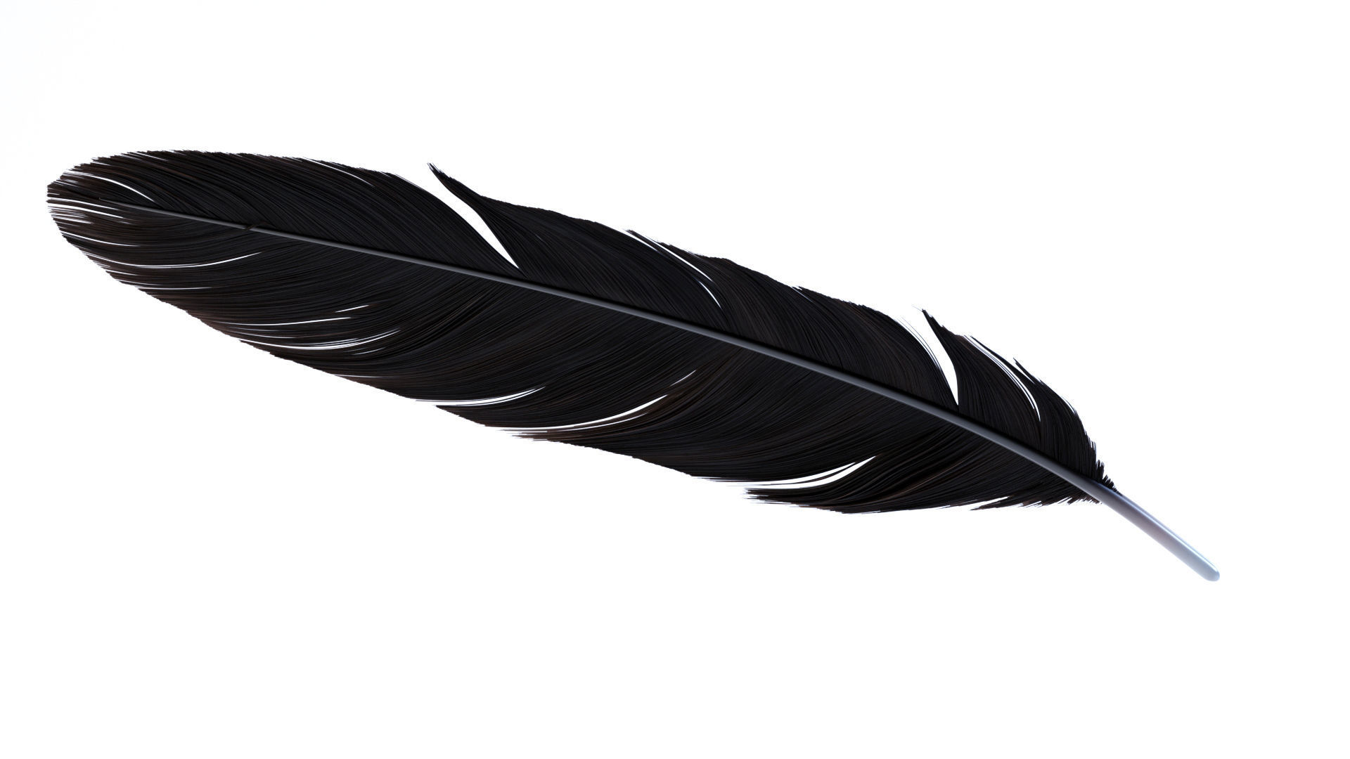 Crow Feather 3D model_4