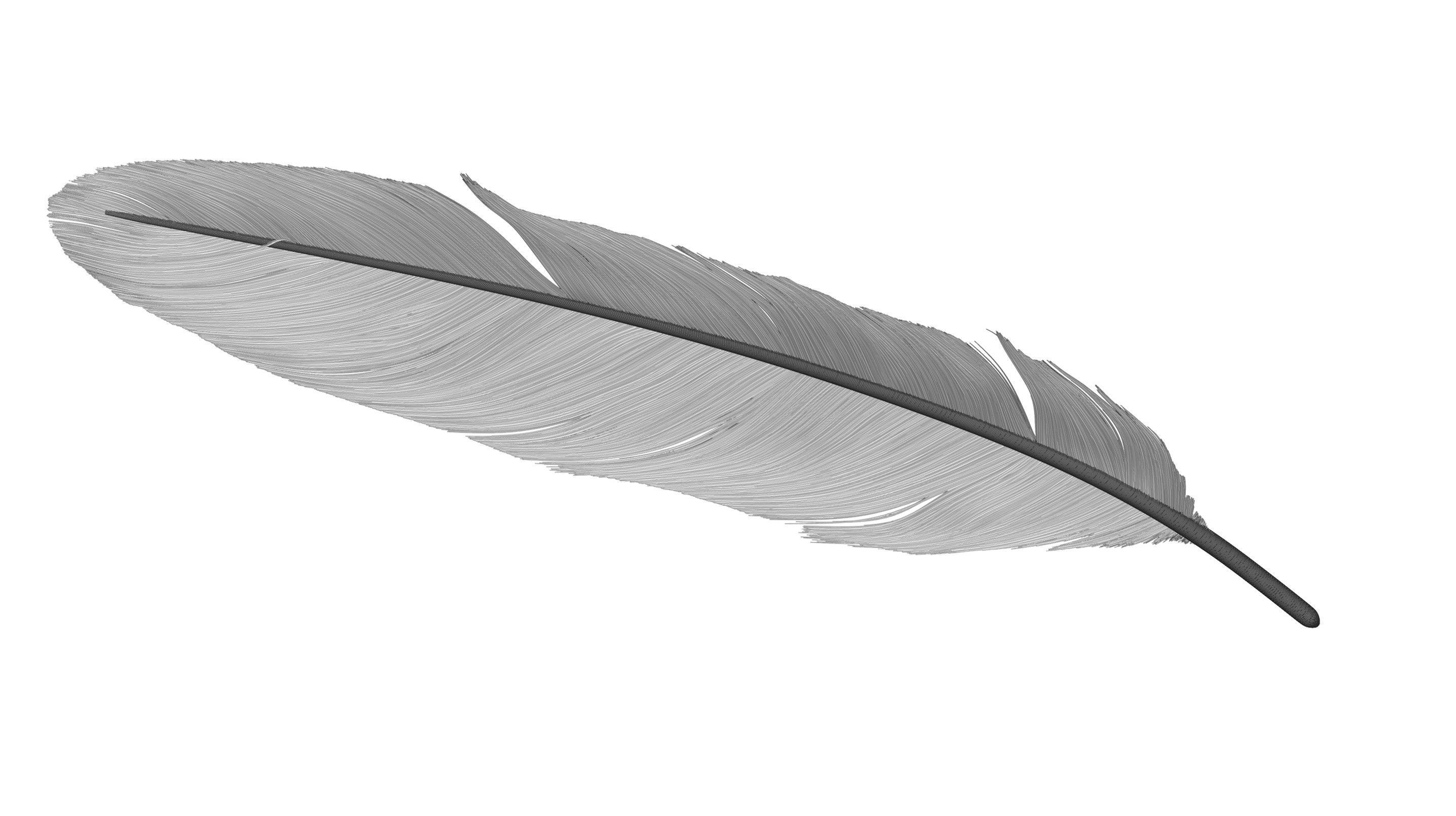 Crow Feather 3D model_12