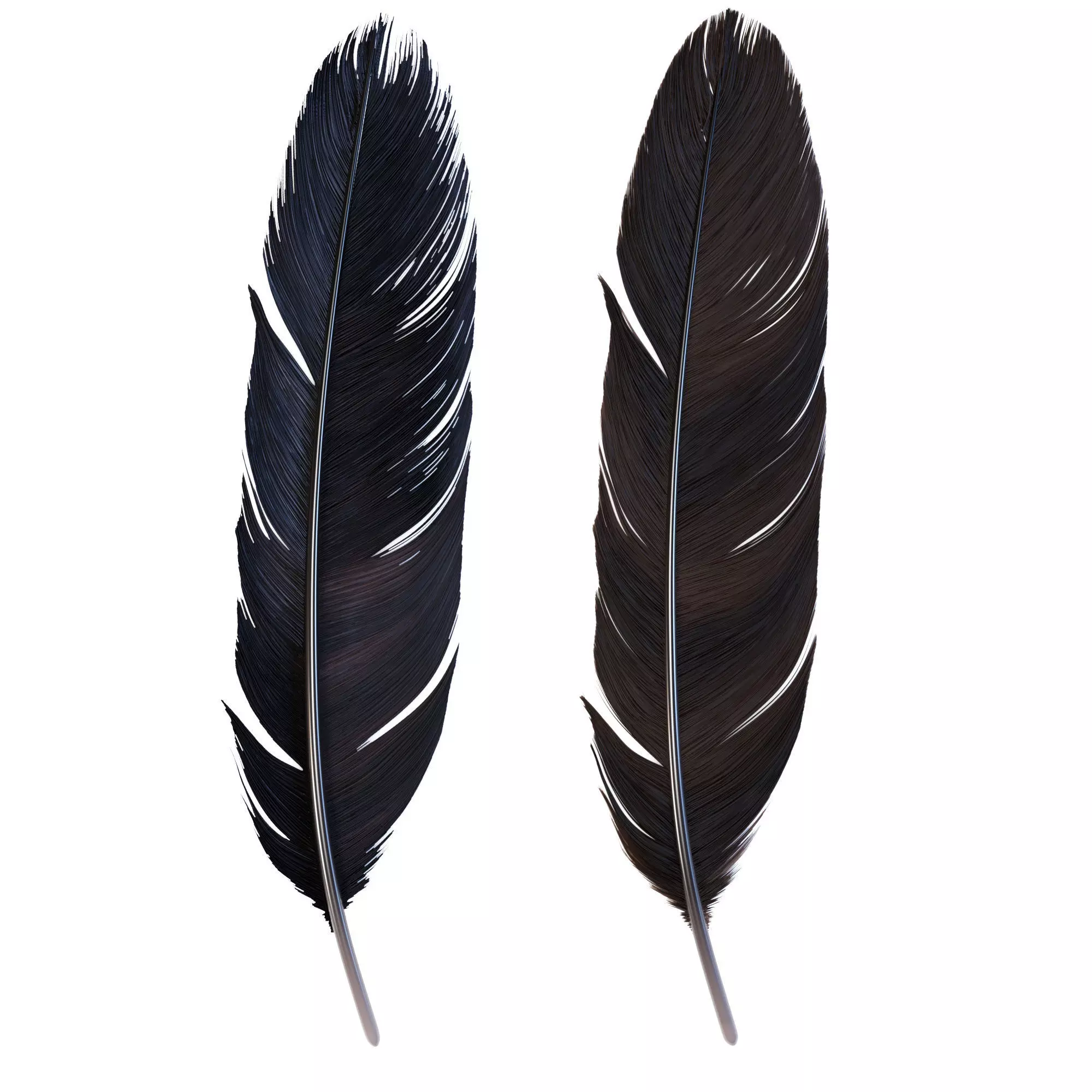 Crow Feather 3D model_0