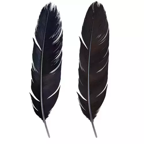 Crow Feather 3D model
