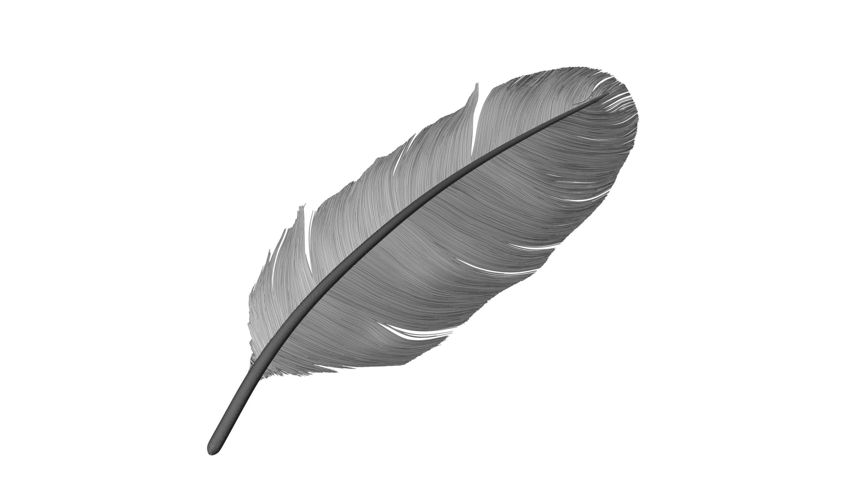 Crow Feather 3D model_15