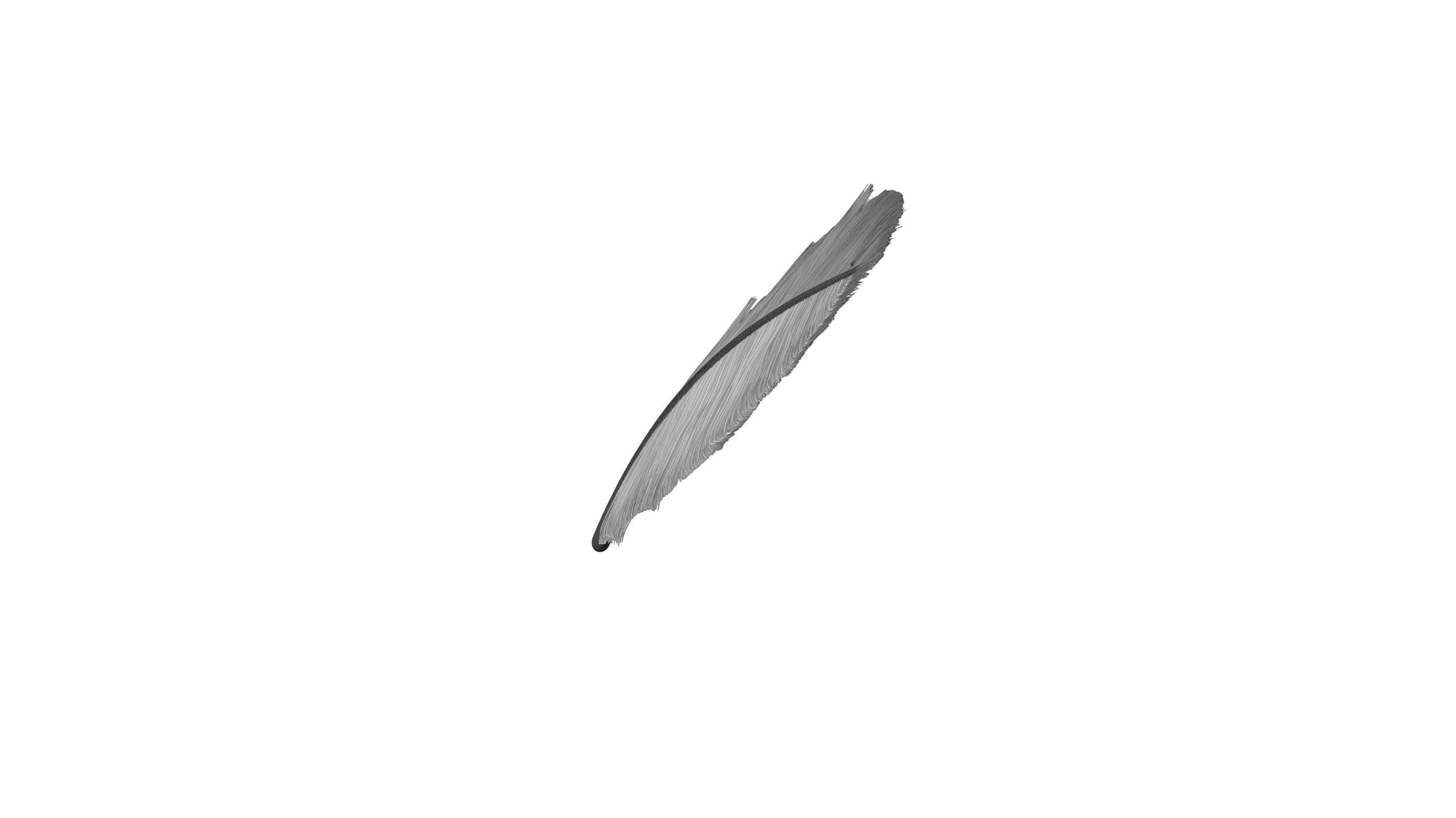 Crow Feather 3D model_10