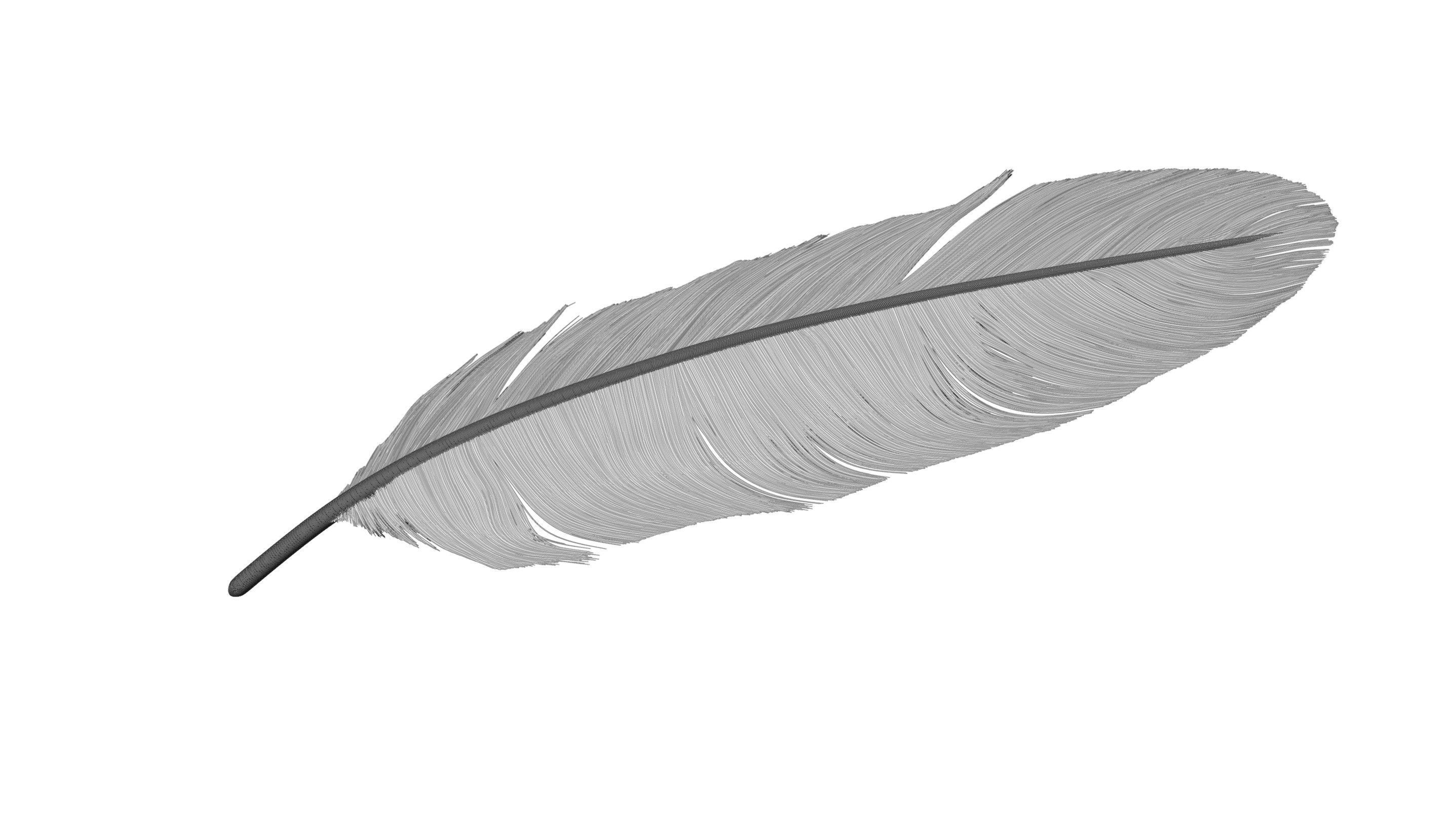 Crow Feather 3D model_9