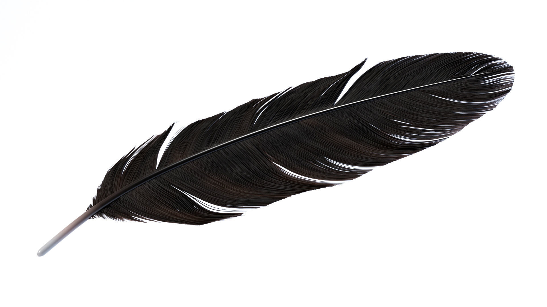 Crow Feather 3D model_8
