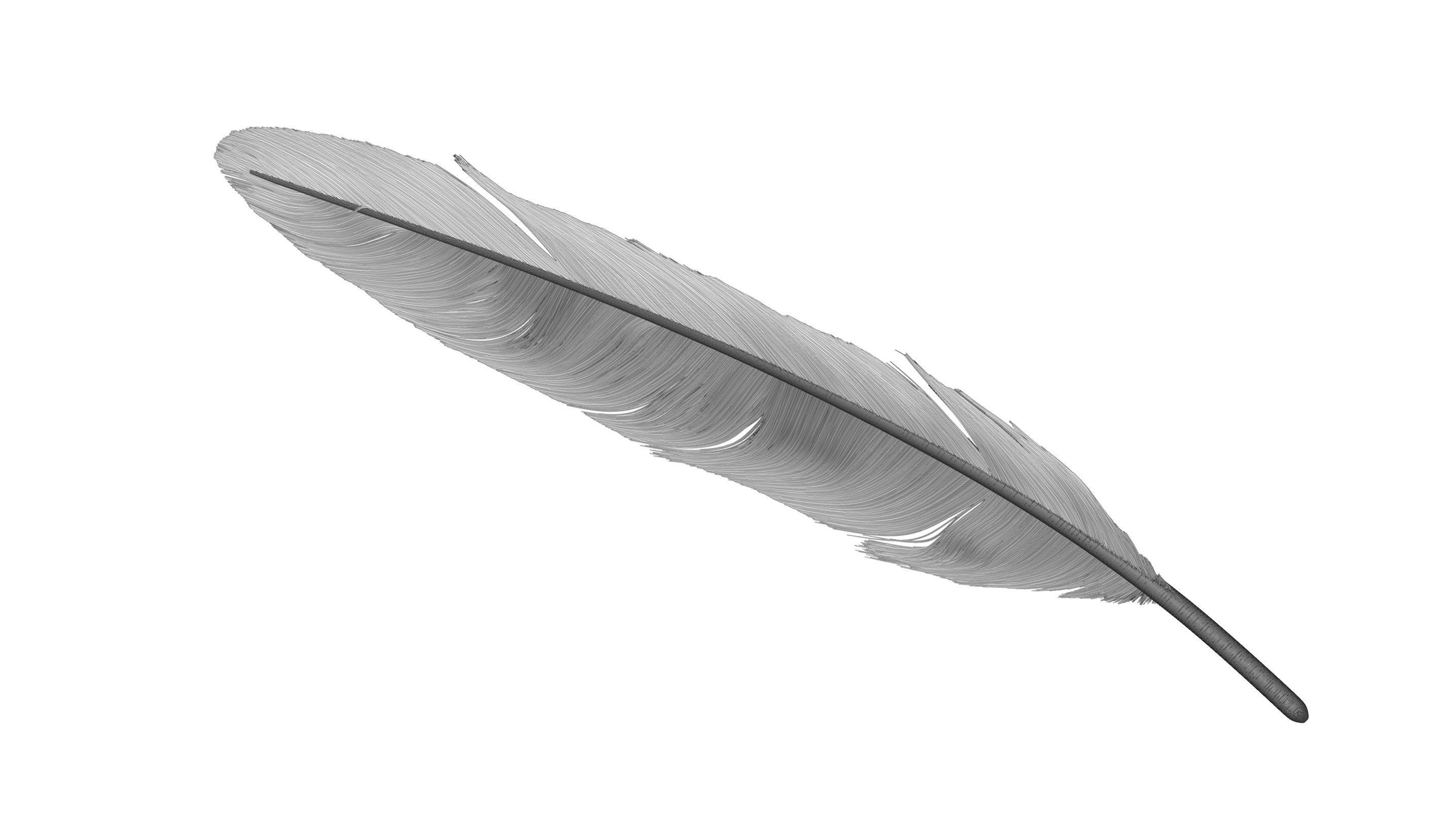 Crow Feather 3D model_13